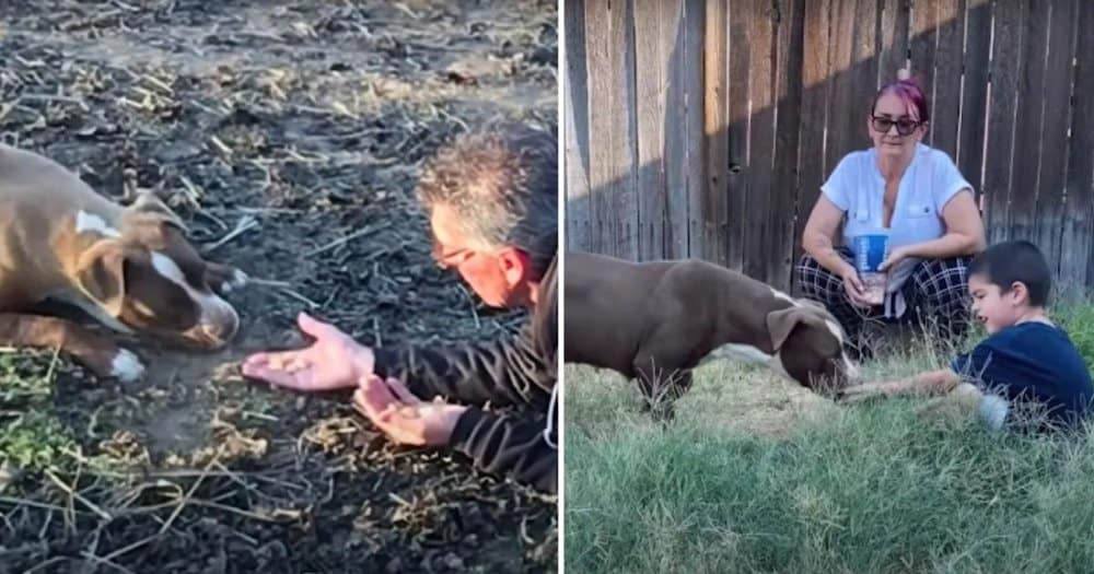 Rescued Pit Bull Finds Love After 15 Months Of Solitude