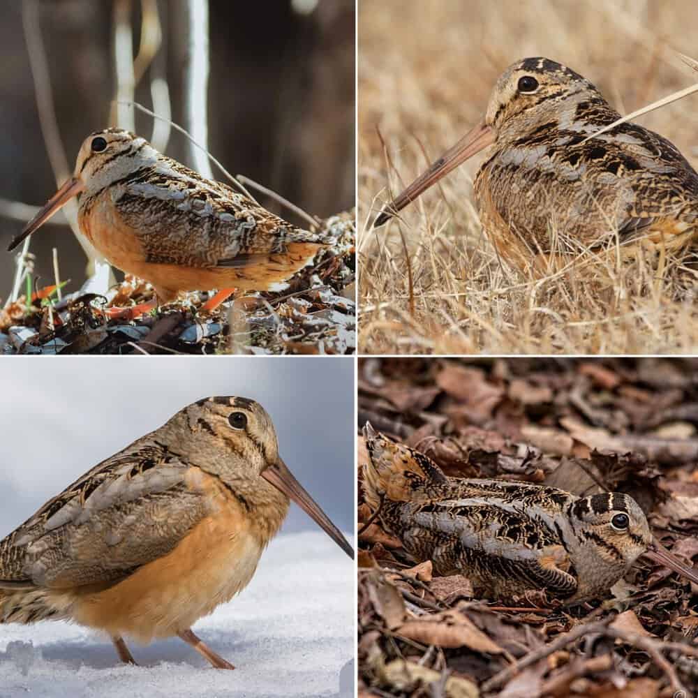 The American Woodcock A Unique Bird Of North America