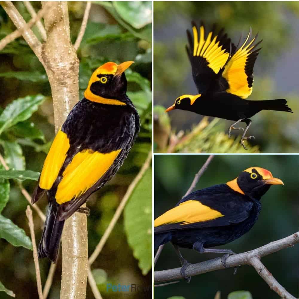 The Beauty Of The Regent Bowerbird Natures Masterpiece