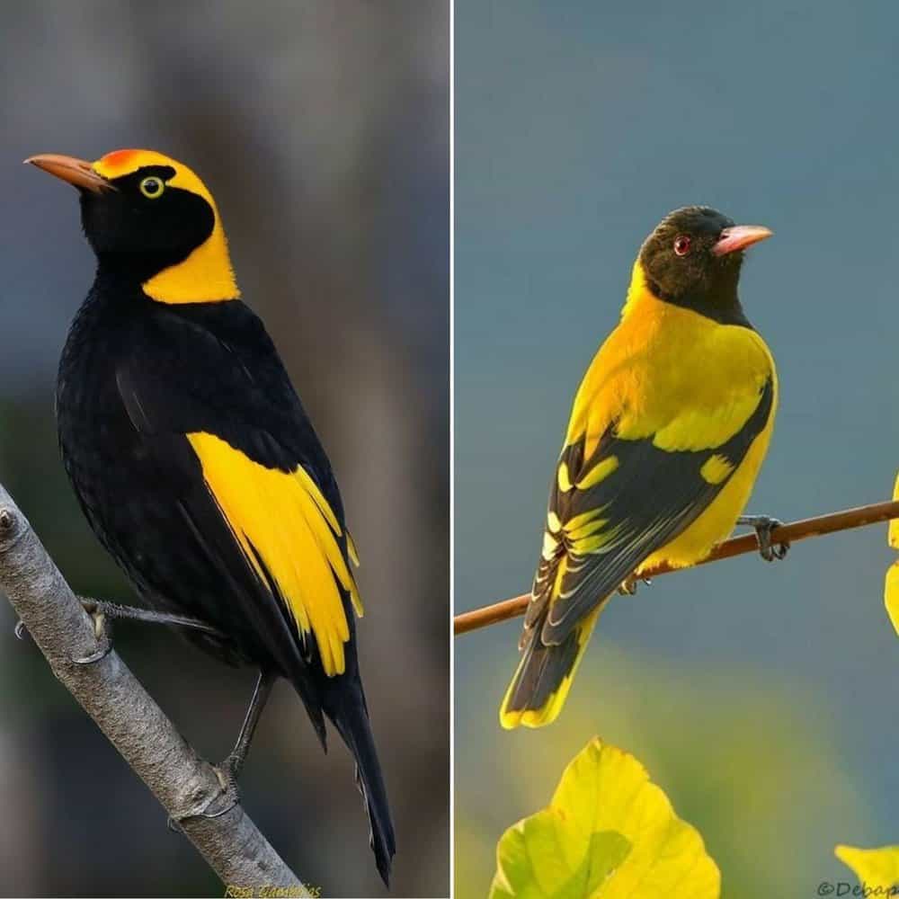 The Bowerbirds Artistic Display Natures Architect And Environmental Ally