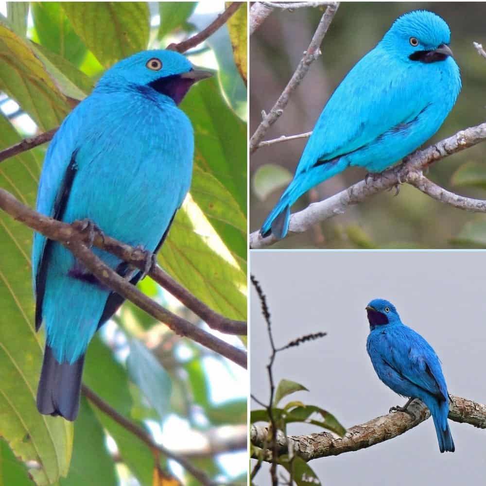 The Brilliant Beauty Of Plum Throated Cotinga Birds