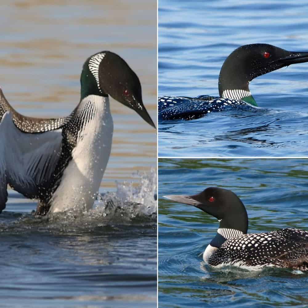The Common Loon A Symbol Of Northern Lakes