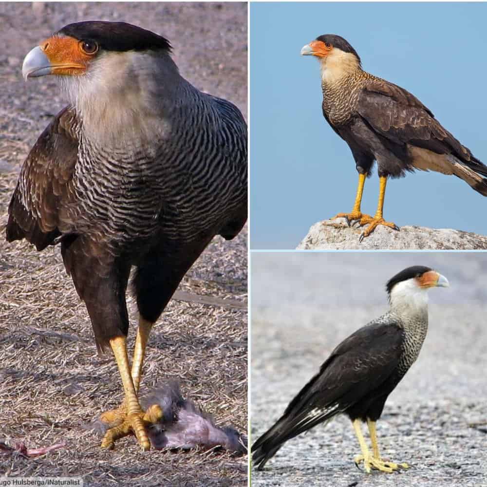 The Crested Caracara A Resourceful And Sociable Bird Of Prey