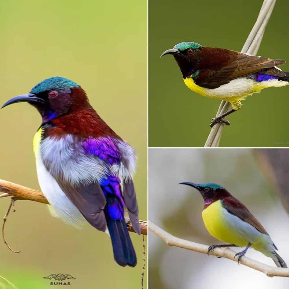 The Dazzling Beauty And Unique Traits Of The Purple Rumped Sunbird