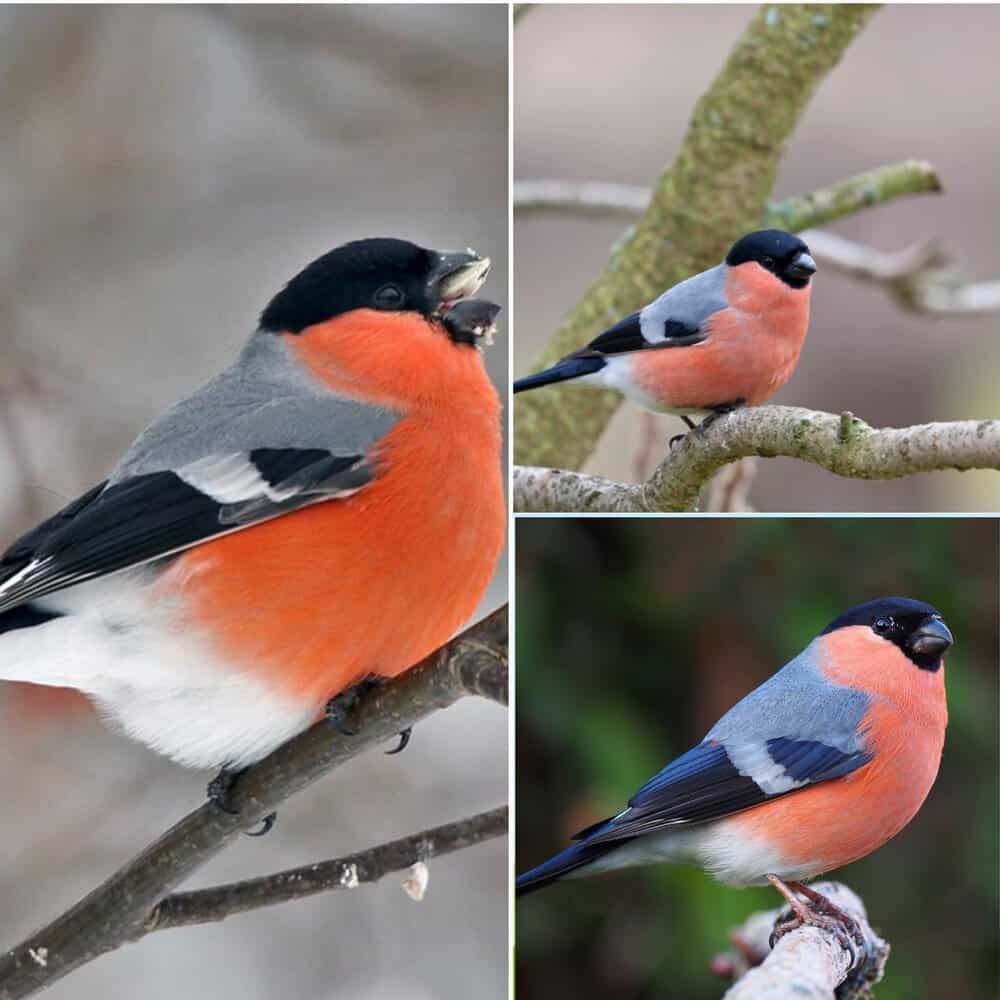 The Eurasian Bullfinch A Distinctive Bird Of Europe And Asia
