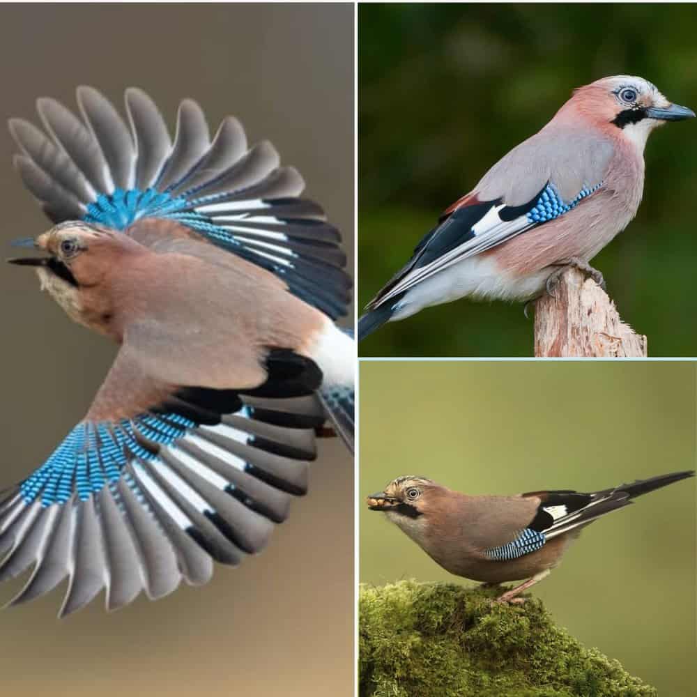 The Eurasian Jay A Colorful And Intelligent Bird Of Europe And Asia