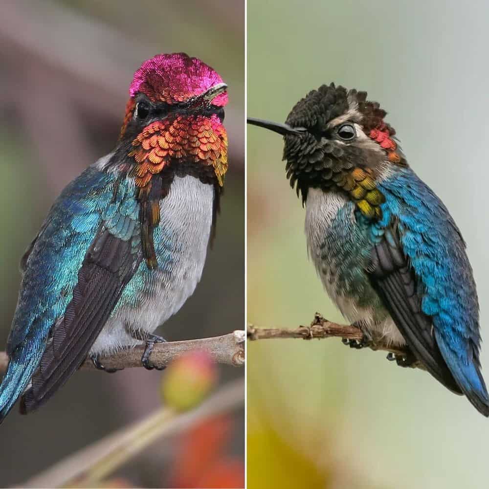 The Helena Hummingbird Beauty In Motion And Vibrant Detail