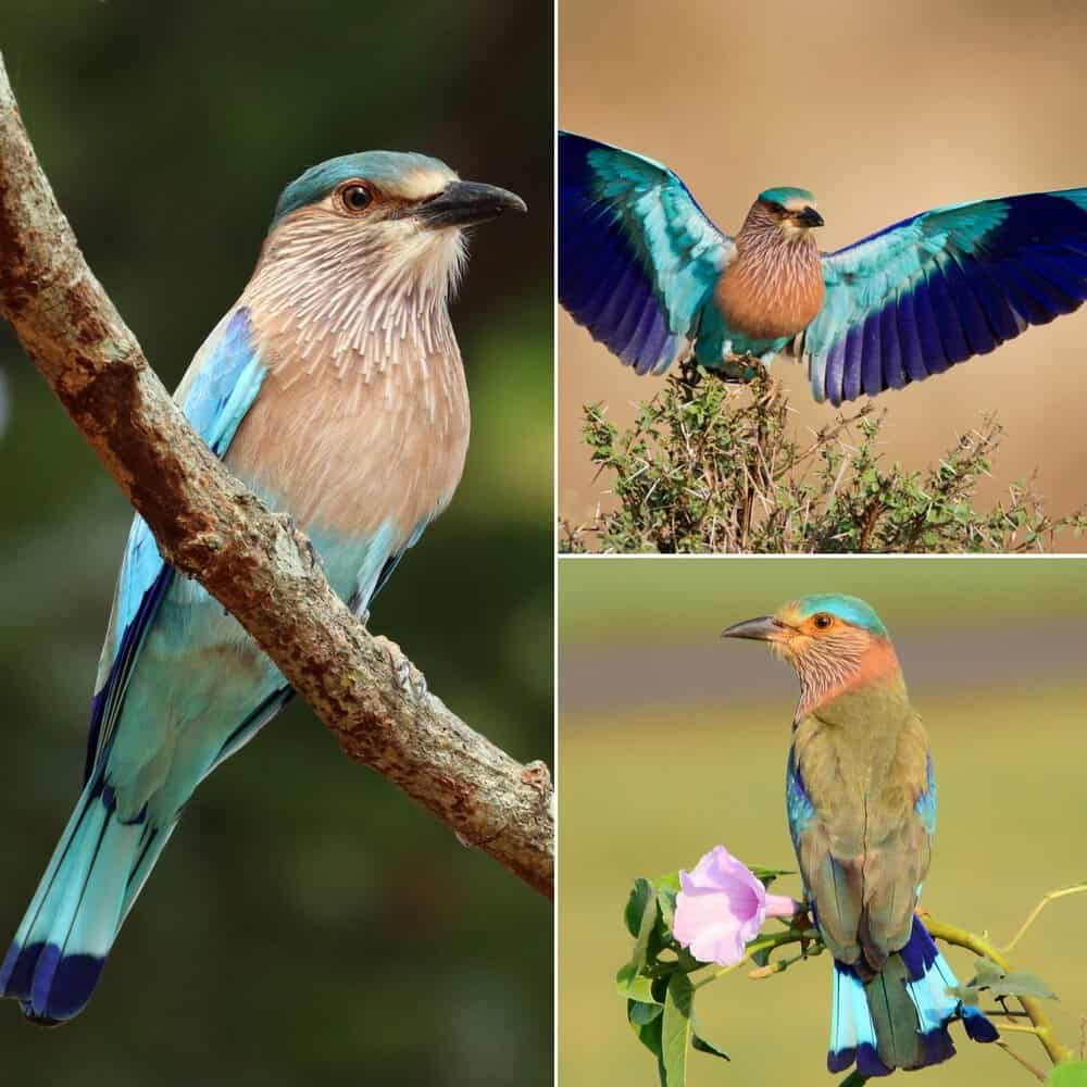 The Indian Roller Bird A Remarkable Avian Marvel