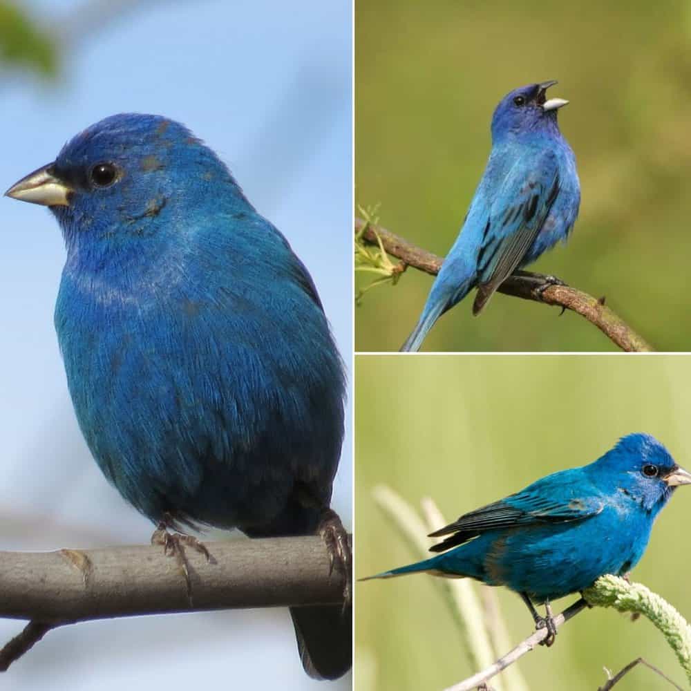 The Indigo Bunting A Small Bird With Striking Beauty