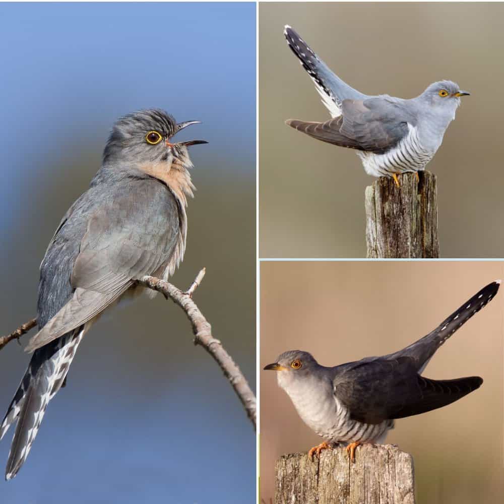 The Mysterious Cuckoo Bird A Master Of Camouflage And Deception