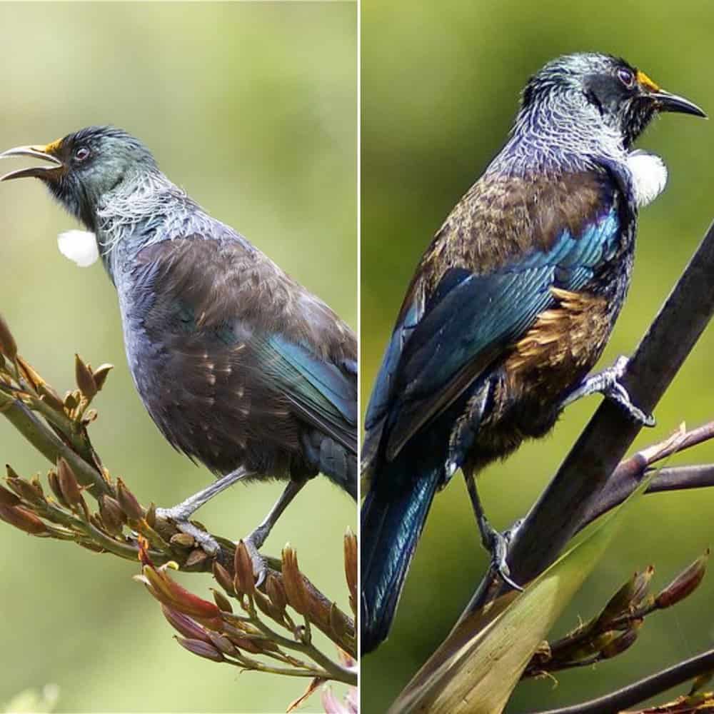 The New Zealand Bellbird A Vital Songbird Facing Challenges