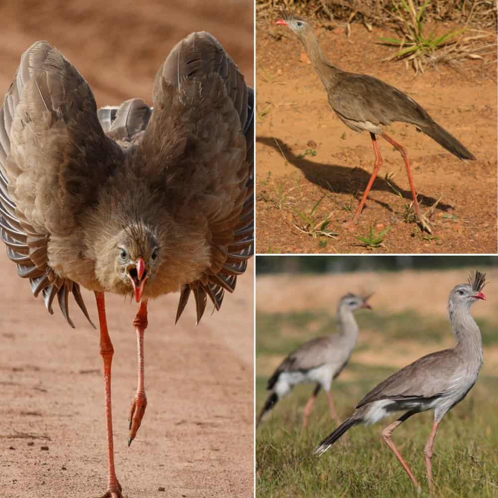 The Red Legged Seriema A Unique Bird Of South Americas Grasslands