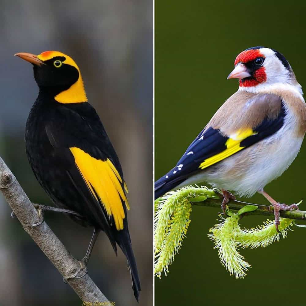 The Splendor Of The Regent Bowerbird A Golden Feathered Marvel