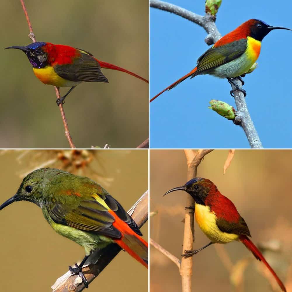 The Vibrant Fire Tailed Sunbird A Jewel Of Southeast Asias Forests