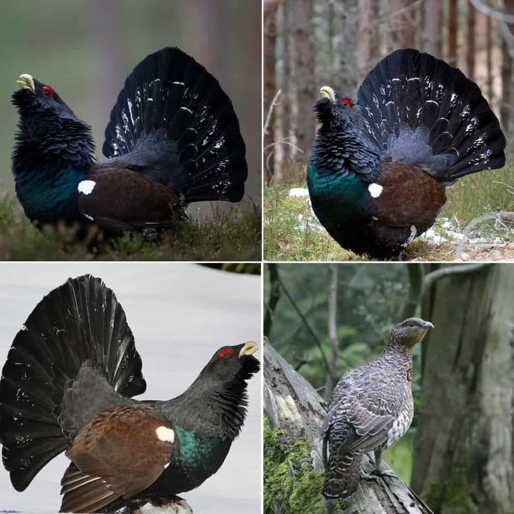 The Western Capercaillie A Majestic Bird Of The Forest