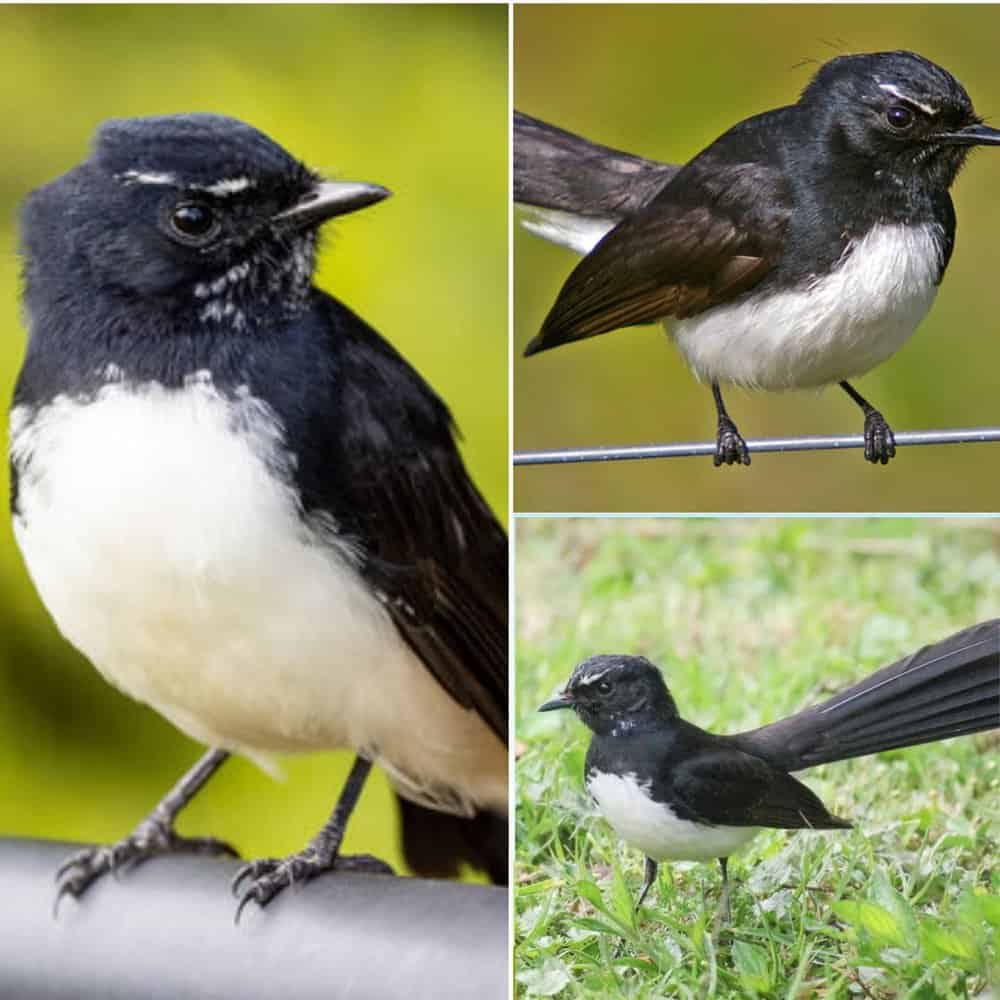 The Willy Wagtail A Charming Songbird With A Distinctive Flair