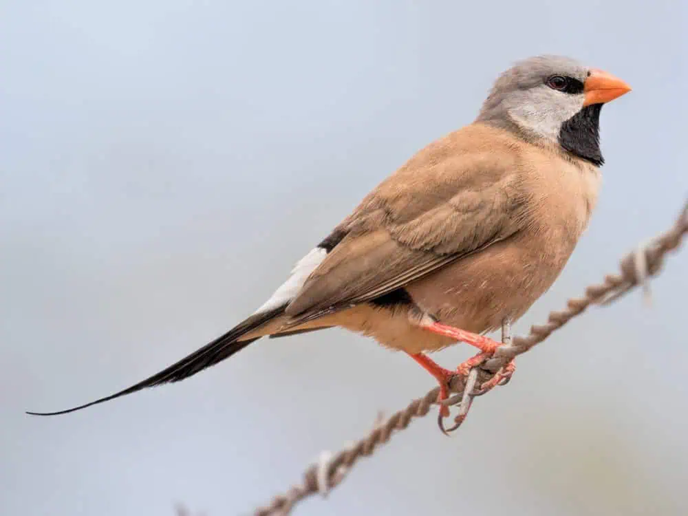 Soft Rounded Tail Meet the Graceful Long-tailed Finch: A Bird of Subtle Beauty in Soft ...