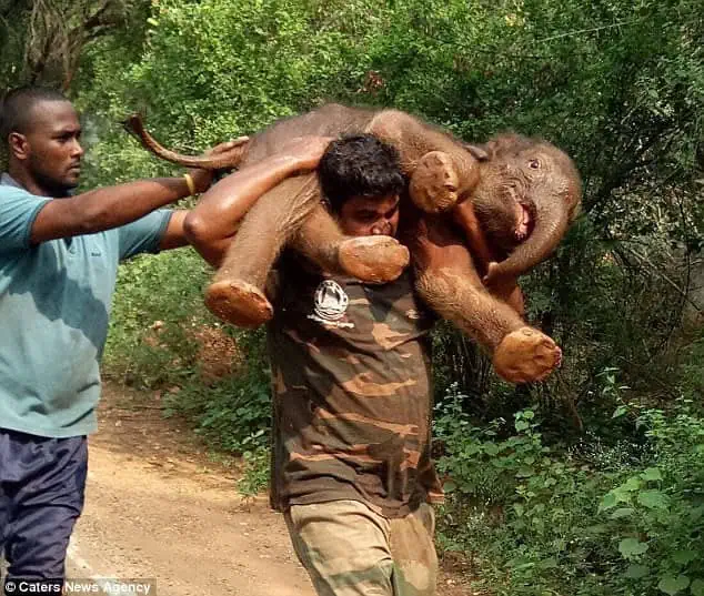 Elephant calf rescued from canal! 