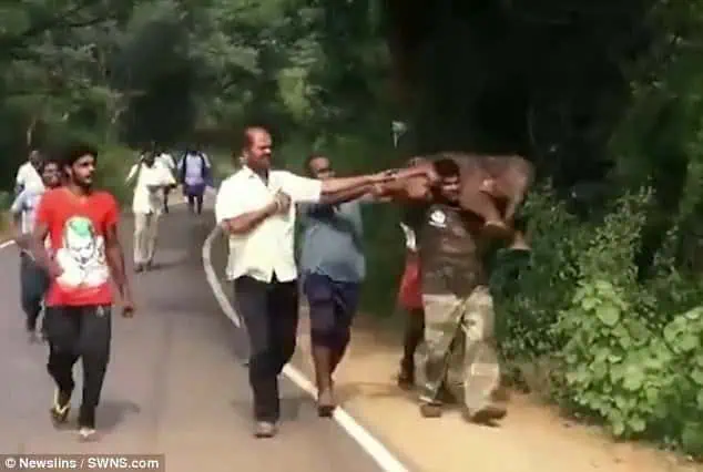 Elephant calf rescued from canal! 