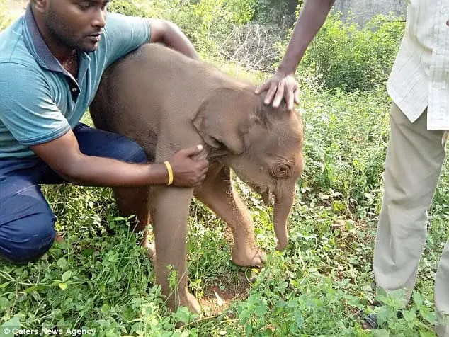 Elephant calf rescued from canal! 