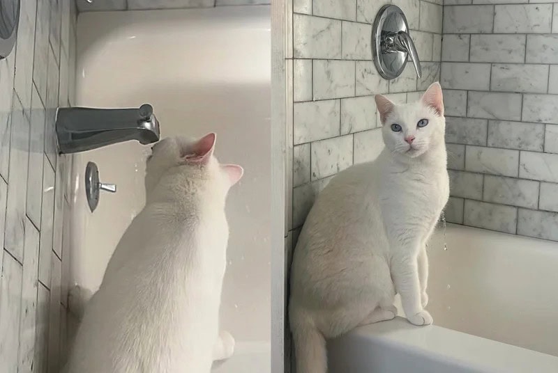 Deaf Cat Finds Comfort and Joy in Her New Foster Home Daily BB News