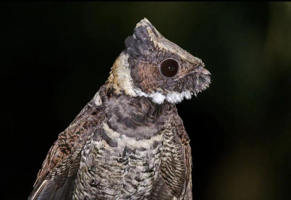 This Bird Looks Like a Tiny Dragon – But It’s Very Real!