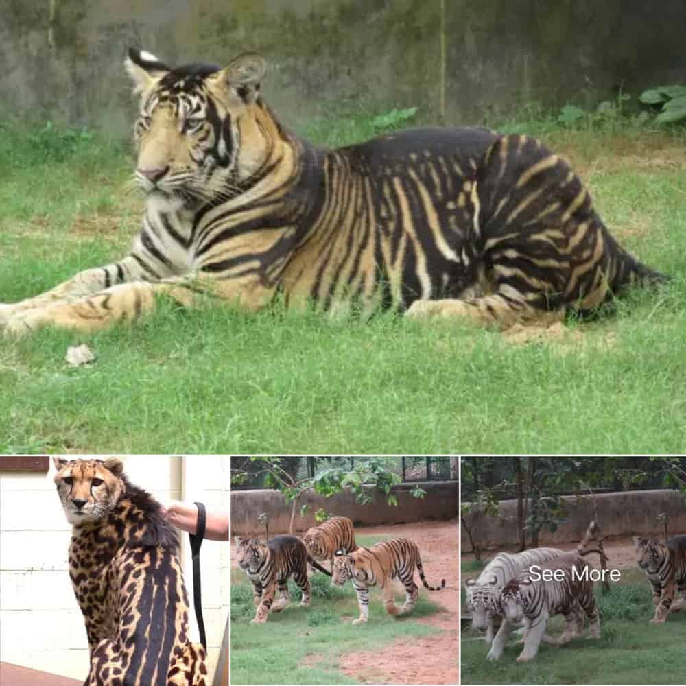 Rare Black Tigers Found in India, Astonishing Scientists with Unique ...