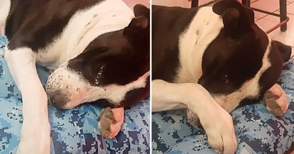 Rescued Street Fighting Dog Brought to Tears by His First Bed Daily