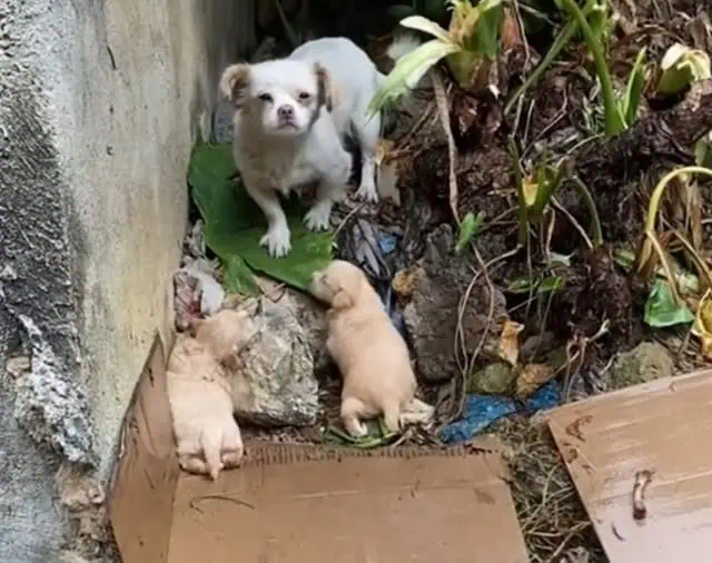 [VIDEO] Rescuer Saves Starving Mother Dog and Her Puppies from Freezing ...
