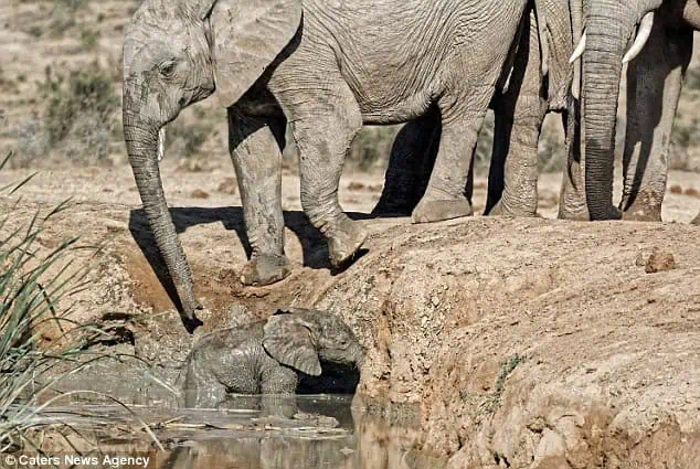 Elephant mom’s love is truly limitless!