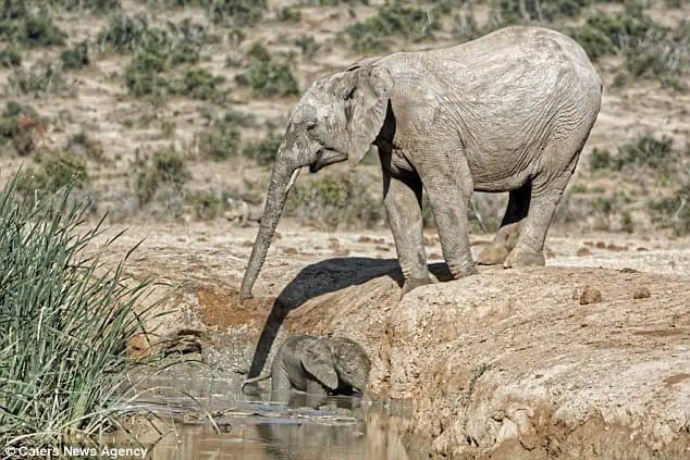 Elephant mom’s love is truly limitless!
