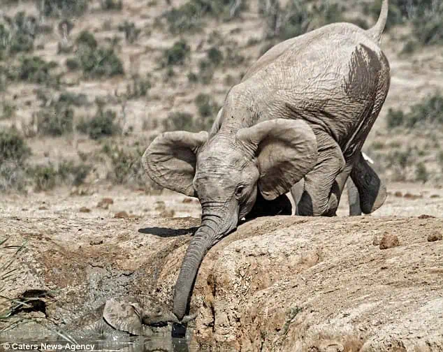 Elephant mom’s love is truly limitless!