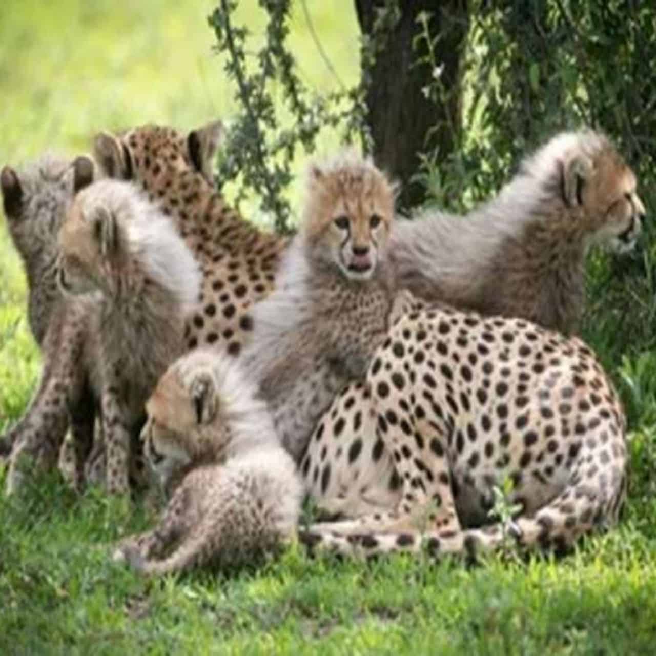 [Video] Cheetah Cubs Make a Tasty Transition to Meat
