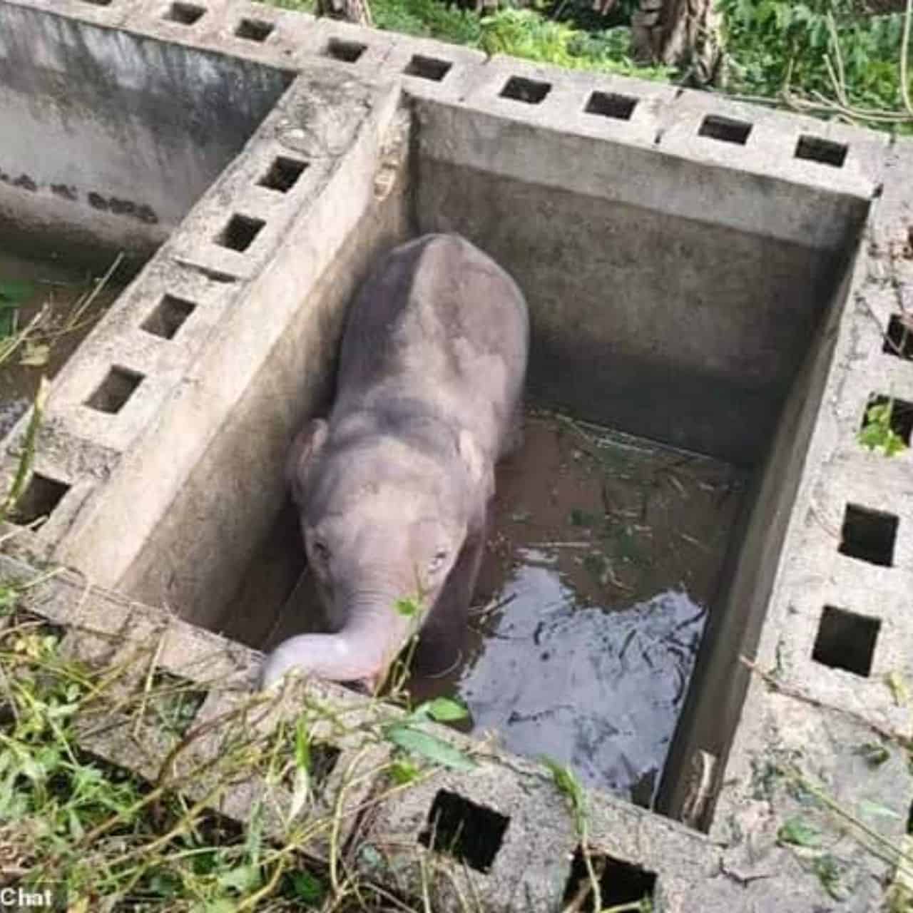 A Heartwarming Reunion Baby Elephant Rescued After 12 Hours in a Pit