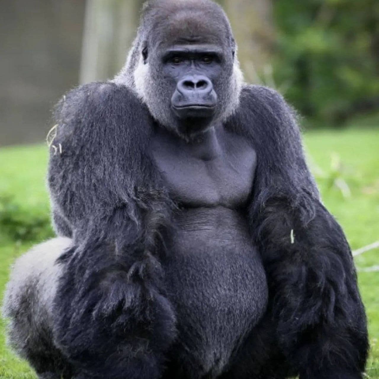 [Video] Ambam the Upright Gorilla: A Fascinating Glimpse into Primate ...