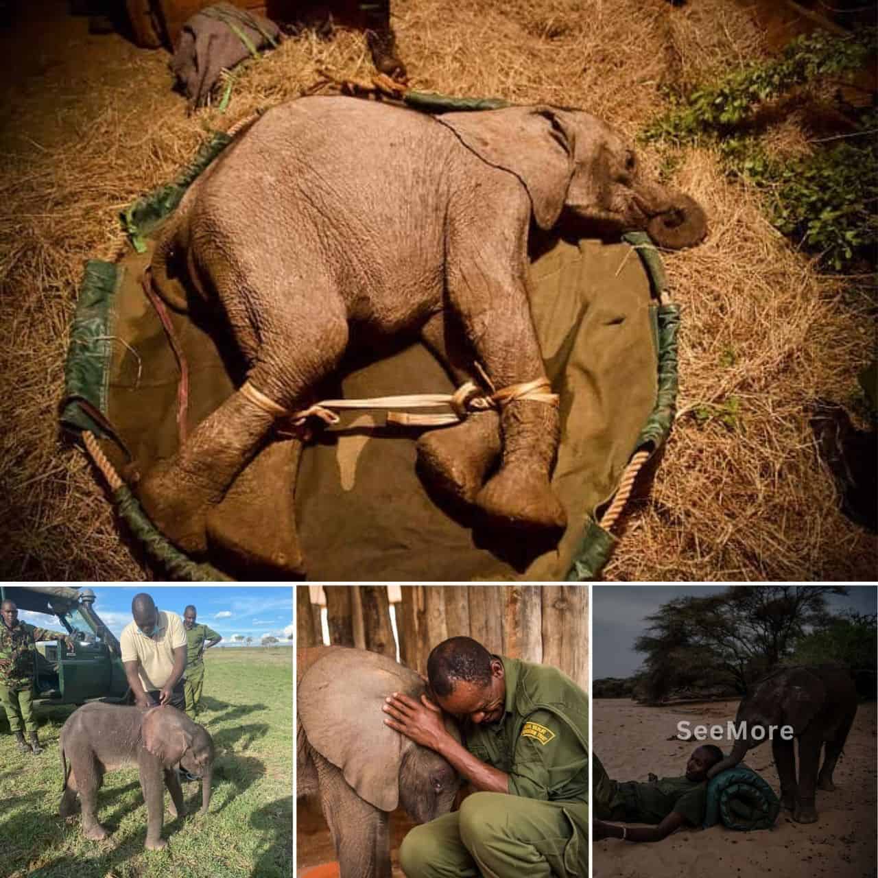 [Video] A Journey of Hope: The Resilience of an Orphaned Elephant