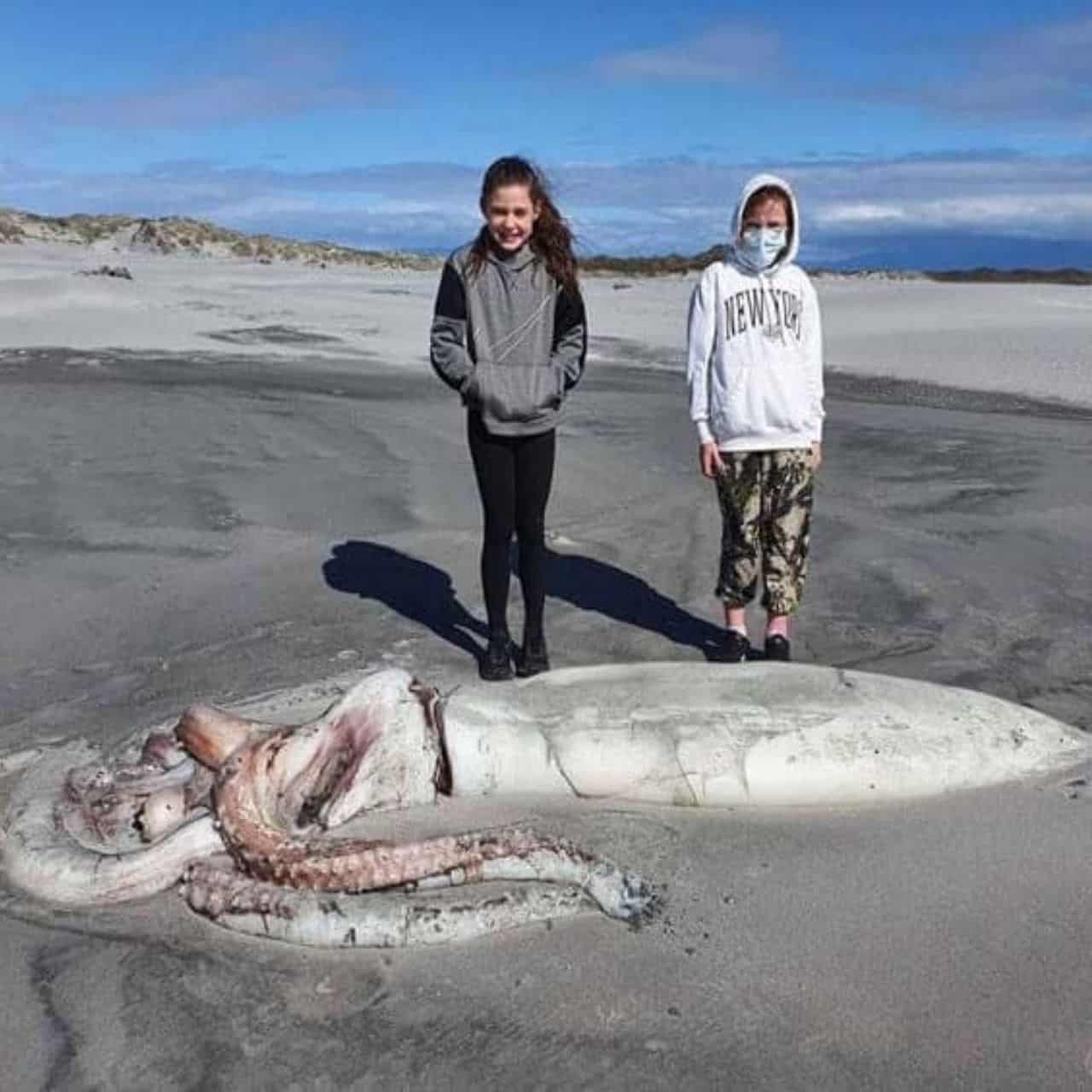 Uncovering a Giant: Tourists Discover Massive Squid on New Zealand Beach