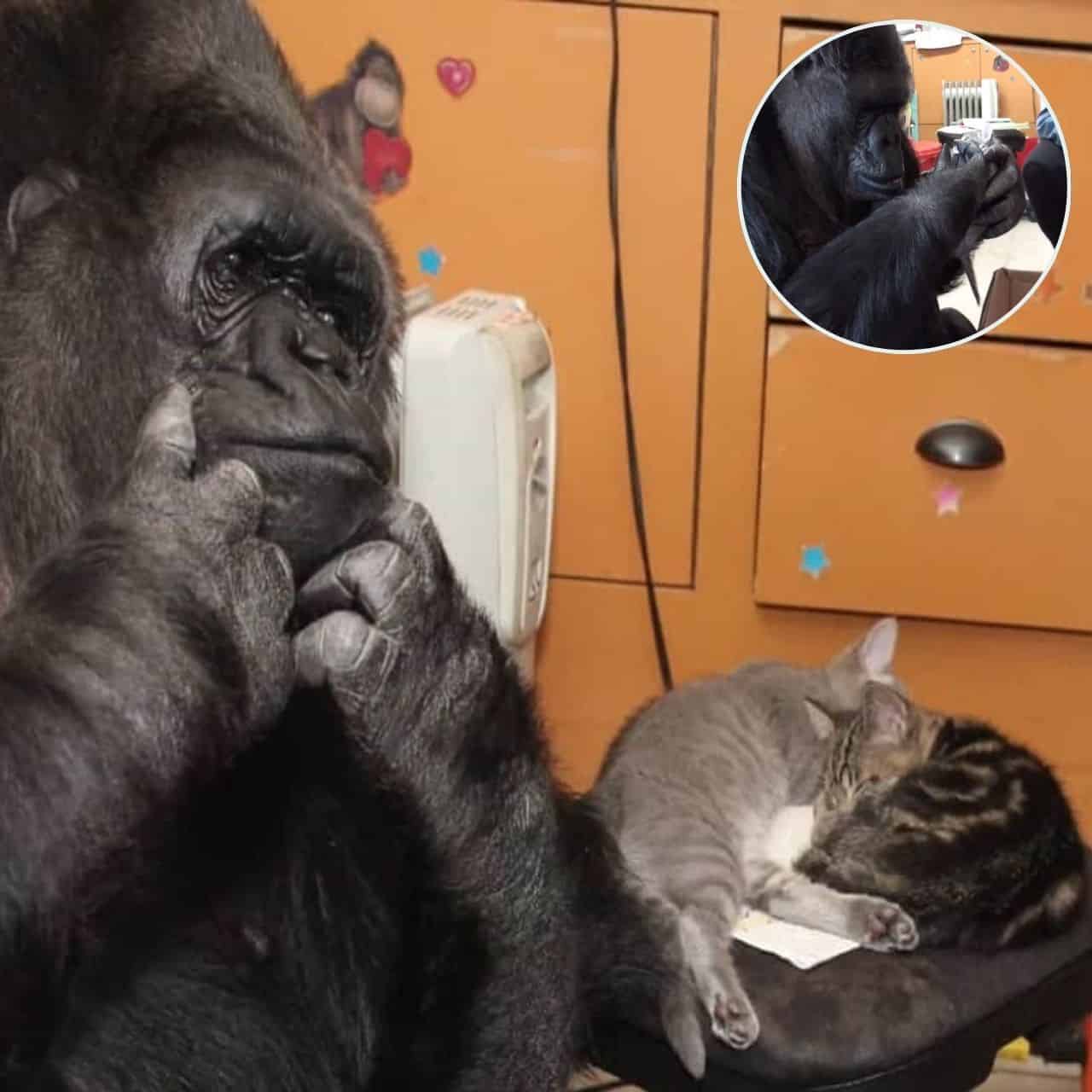  Video Koko The Gorilla Celebrates Her Birthday With Adorable Kittens