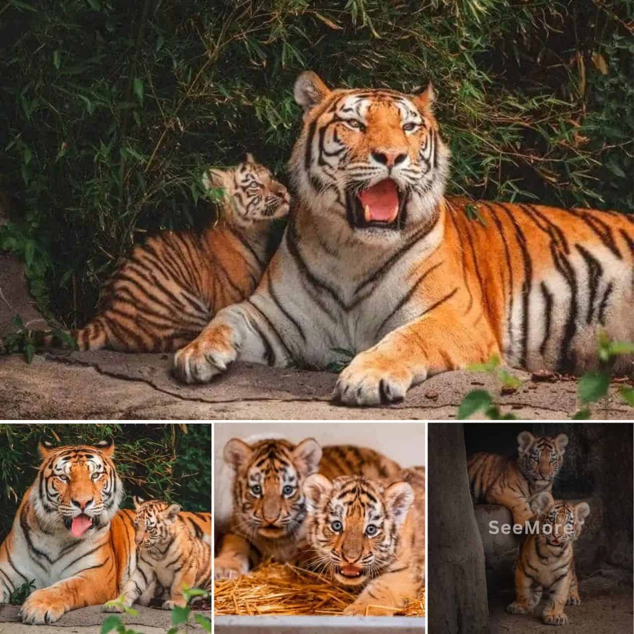 [Video] Adorable Amur Tiger Cubs Make Their Debut at Toledo Zoo!