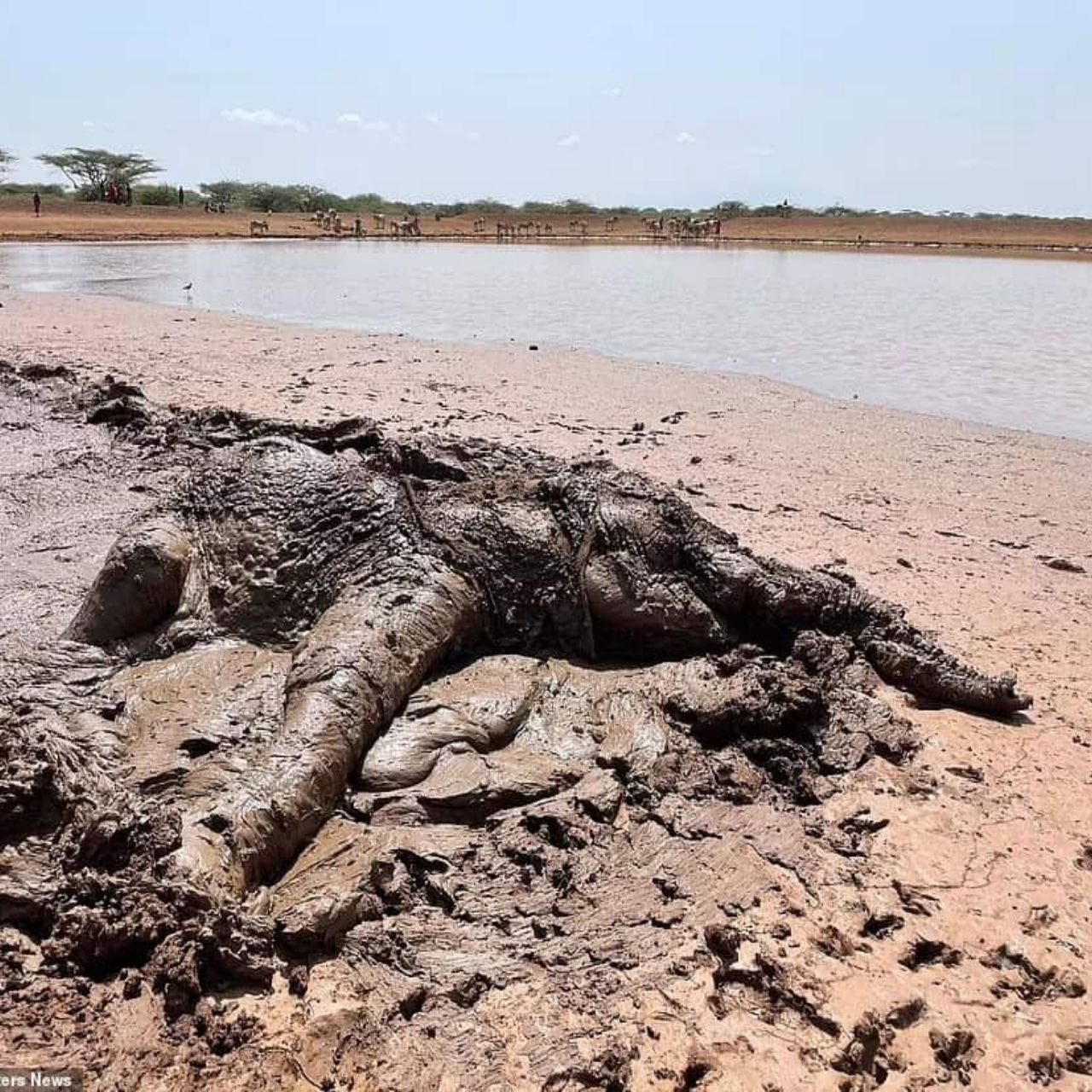 Heroic Rescue: African Elephant Saved from Muddy Trap