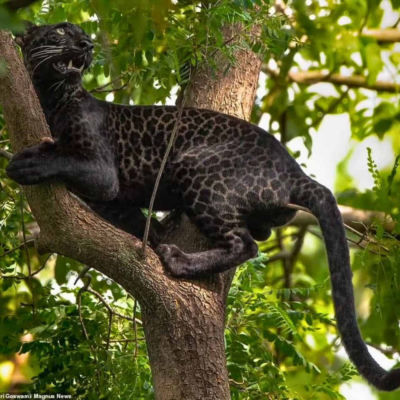 Rare Black Leopard Spotted In Indian National Park