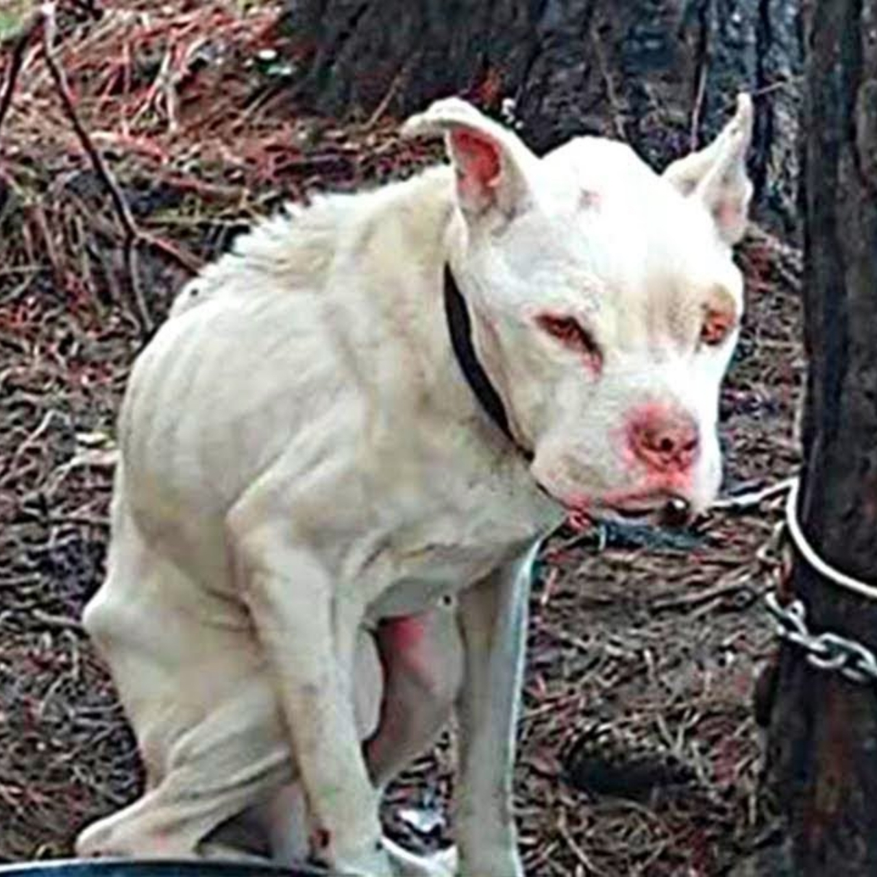 Man Finds Abandoned Pit Bull Chained to a Tree with a Heartbreaking Note