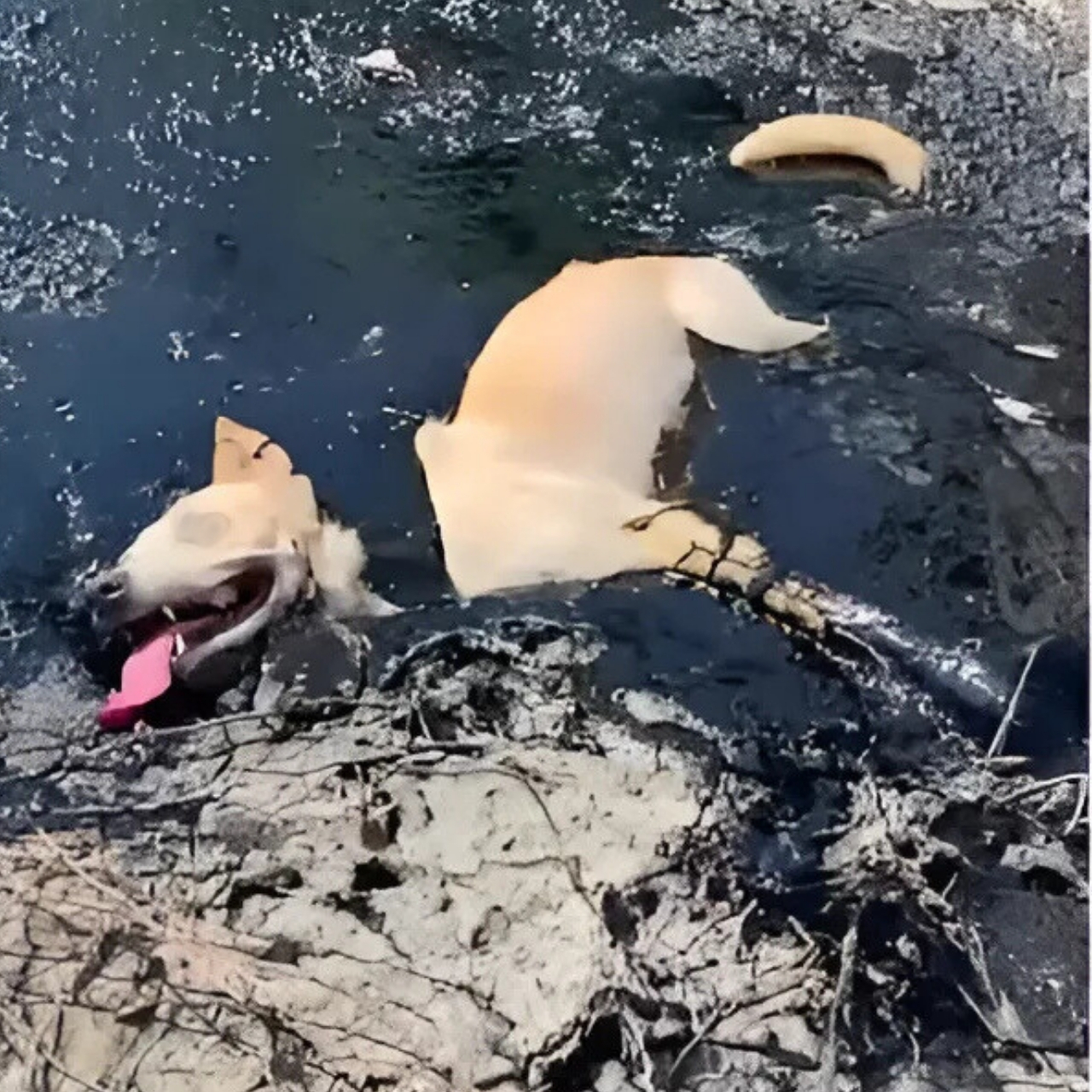Trapped in Toxic Molten Rubber, a Helpless Puppy Was Saved Just in Time