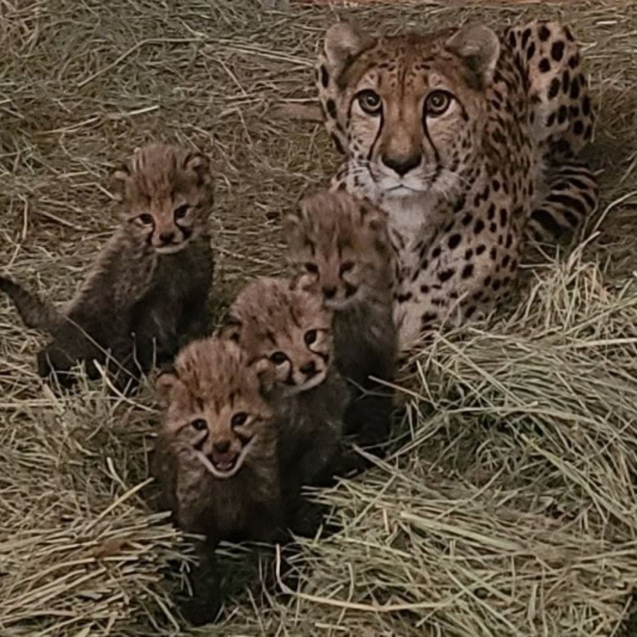 Four Adorable Cheetah Cubs Born at Omaha's Henry Doorly Zoo!