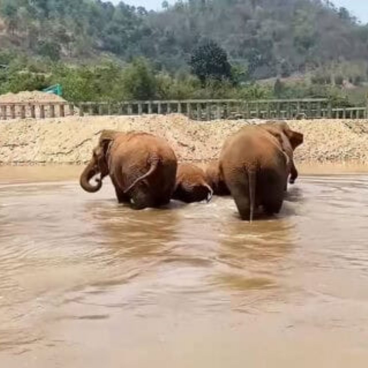 Heartwarming Reunion at Elephant Nature Park Faa Mai and Her Baby Friends