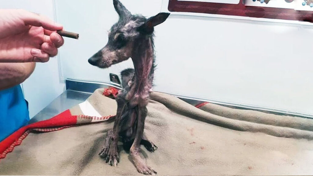 Kong estaba demasiado débil para comer, pero su lucha por vivir lo llevó a un hogar amoroso.