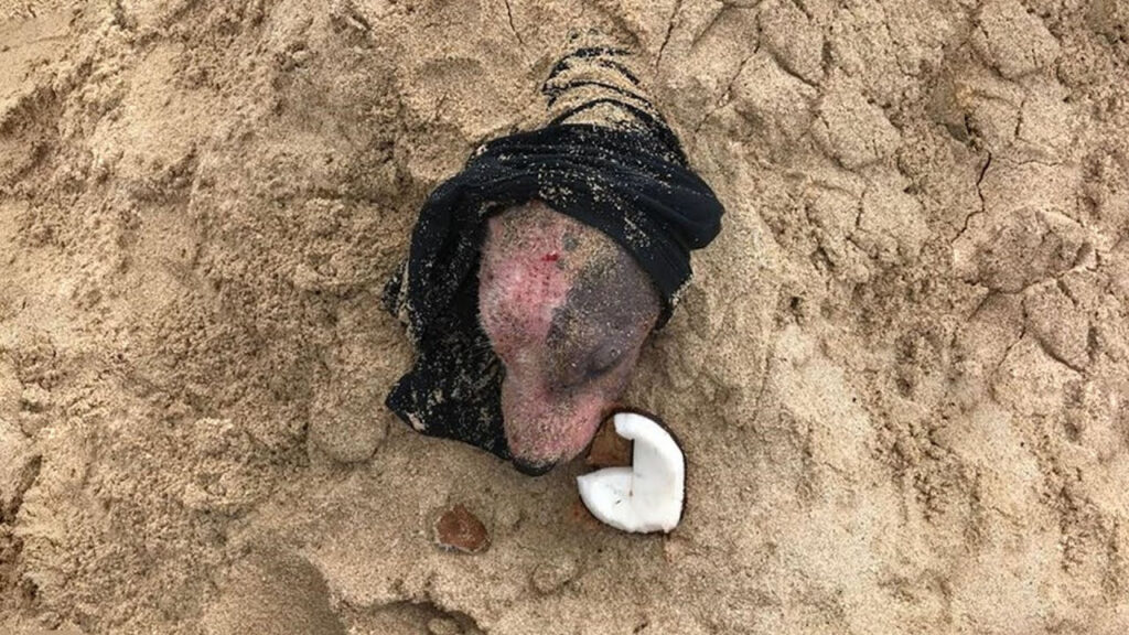 Enterrada viva con solo la cabeza expuesta, el rescate de esta perra se convirtió en una historia de esperanza.