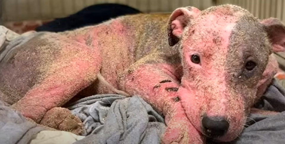 Enterrada viva con solo la cabeza expuesta, el rescate de esta perra se convirtió en una historia de esperanza.