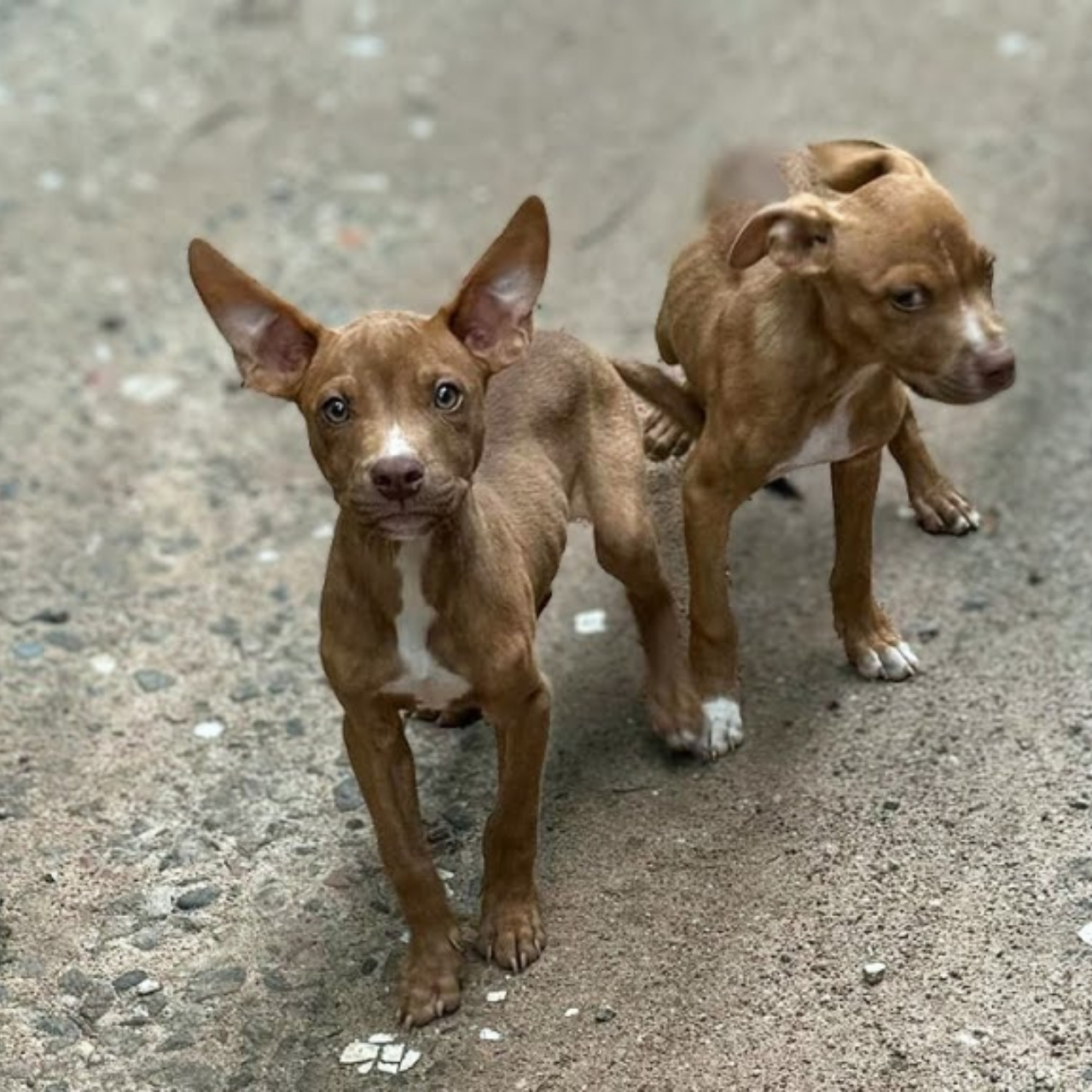 Abandoned Puppies Rescued After Being Found Injured in the Mountains