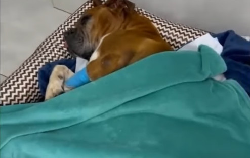 Extra image from article